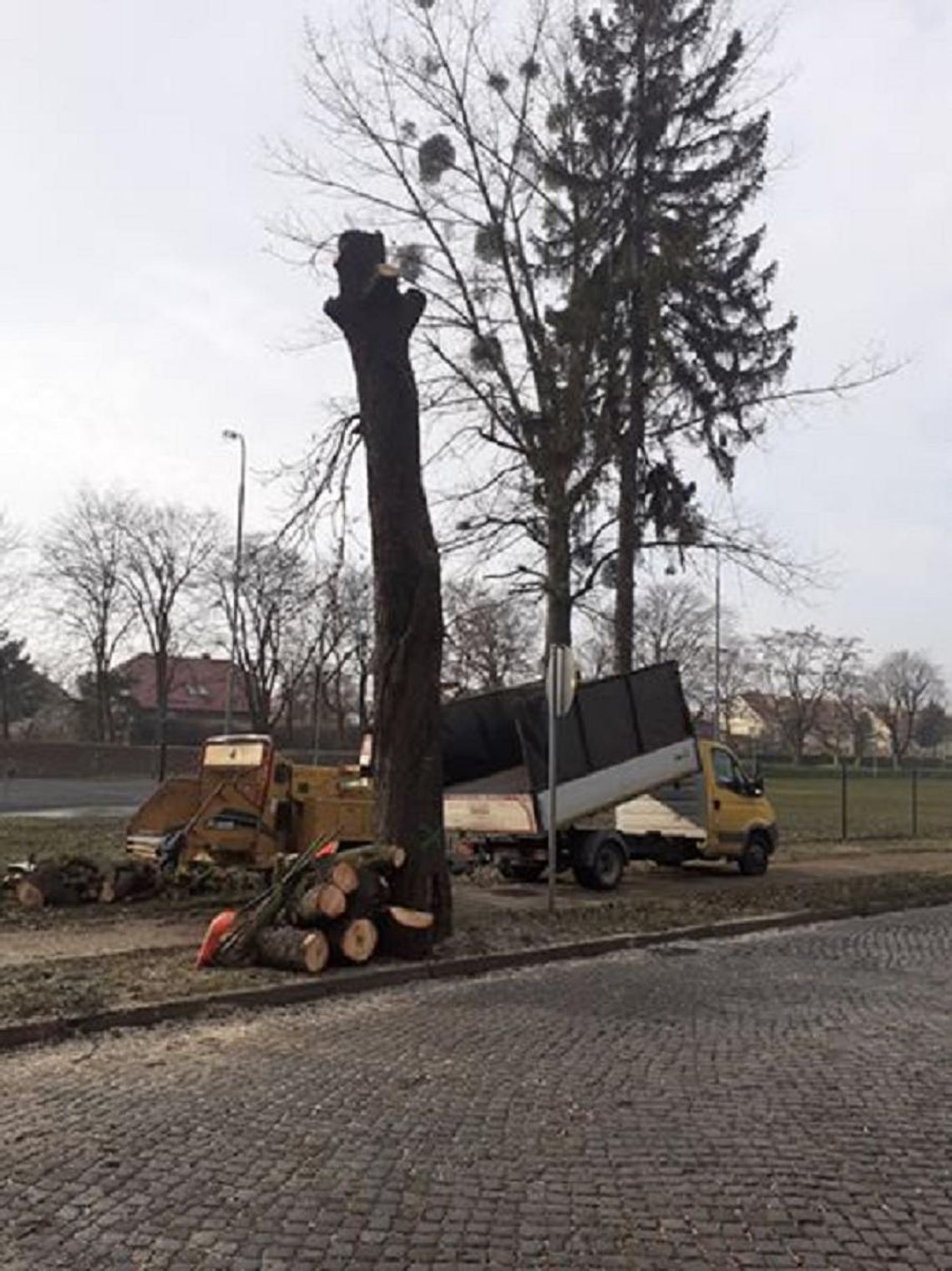 Dlaczego wycinają drzewa na Wileńskiej w Oleśnicy?