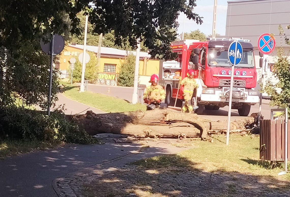 Drzewo na ścieżce rowerowej w Oleśnicy