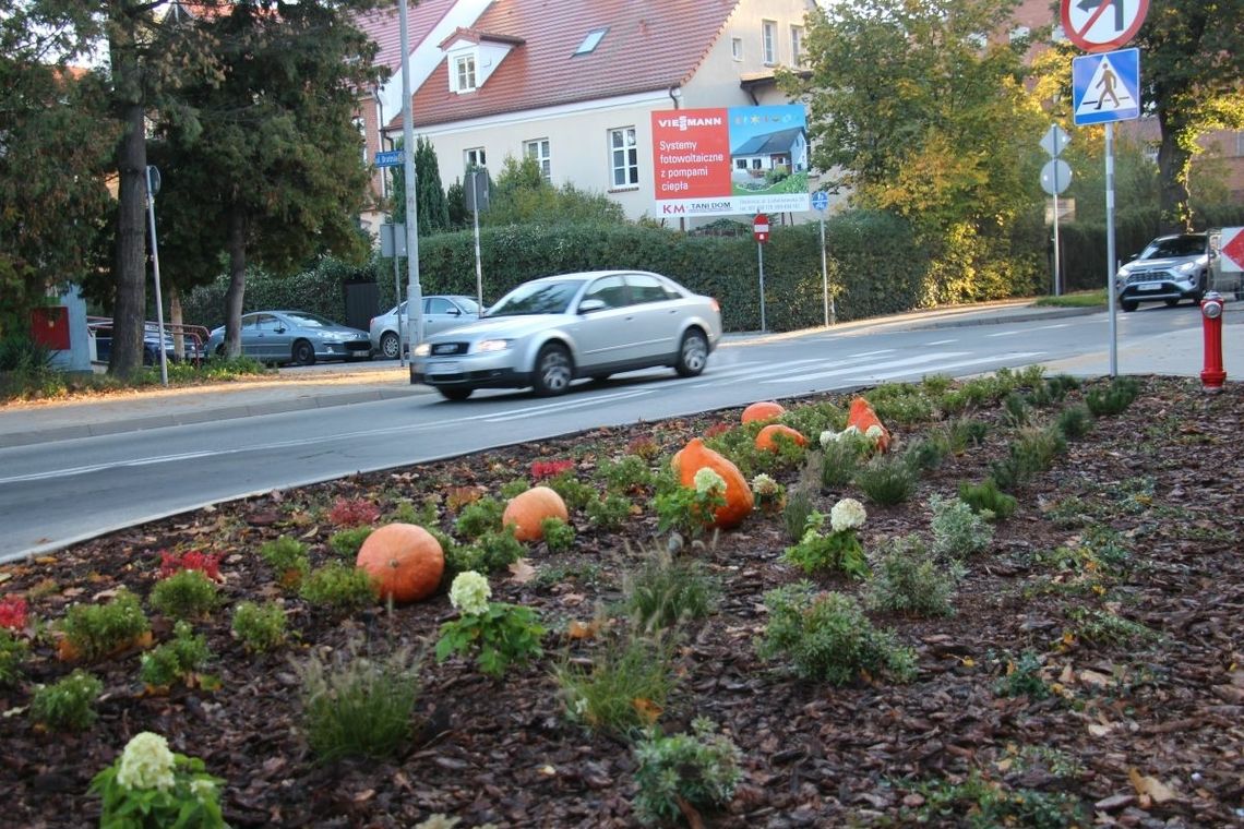 Dynie oko cieszą