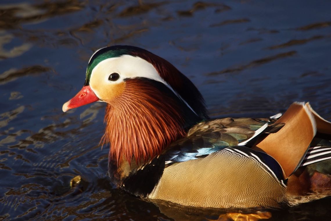 Egzotyczna mandarynka znów zimuje w Oleśnicy