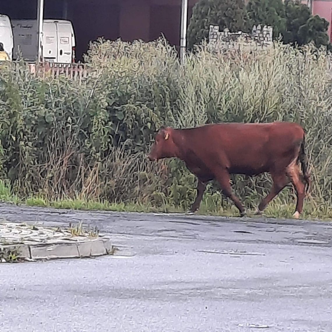 Gonili krowę. Razem z burmistrzem..