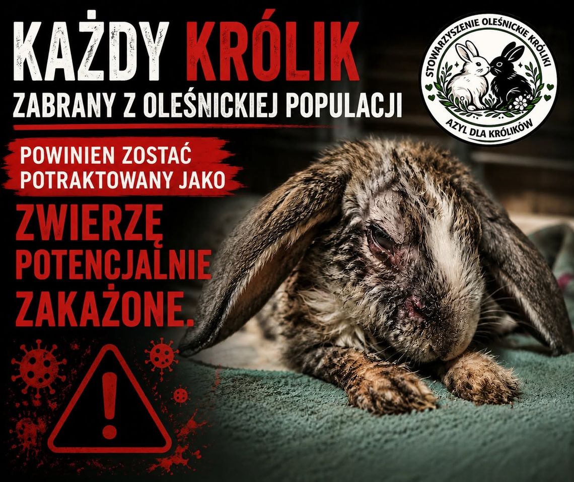 Kokcydioza wśród oleśnickich królików. Stowarzyszenie alarmuje i apeluje o pilne działania Kokcydioza wśród oleśnickich królików. Stowarzyszenie alarmuje i apeluje o pilne działania