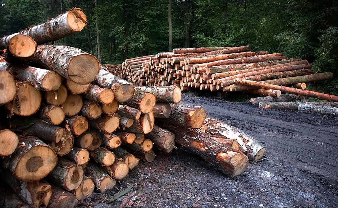 Kto pełni nadzór nad lasami niestanowiącymi własności Skarbu Państwa w powiecie oleśnickim?