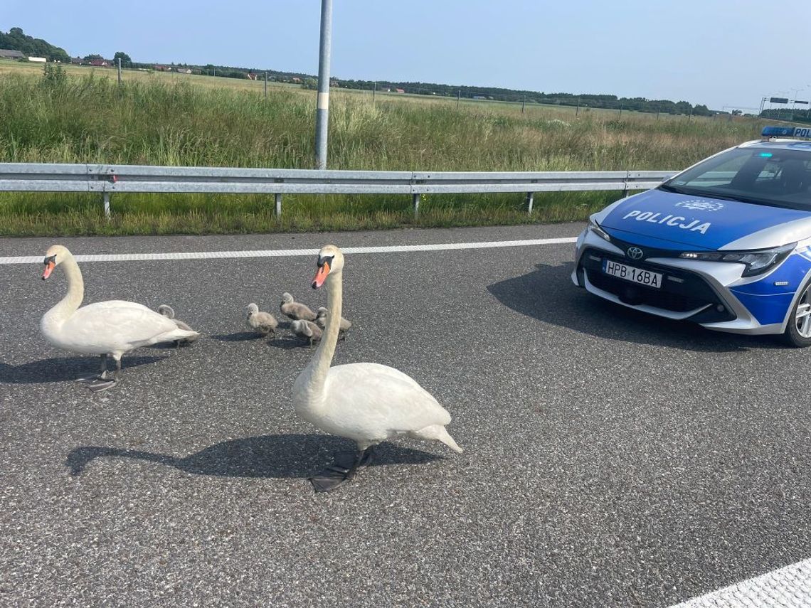 Łabędzie na S8!