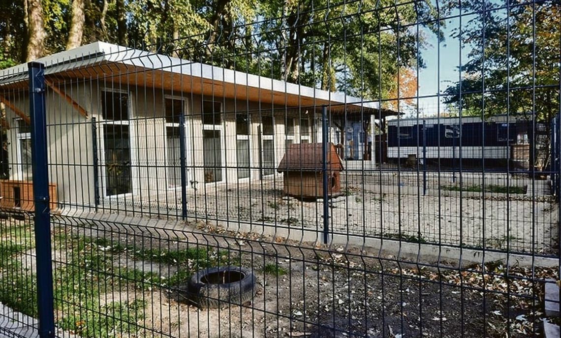 Lepsza przyszłość psiego seniora