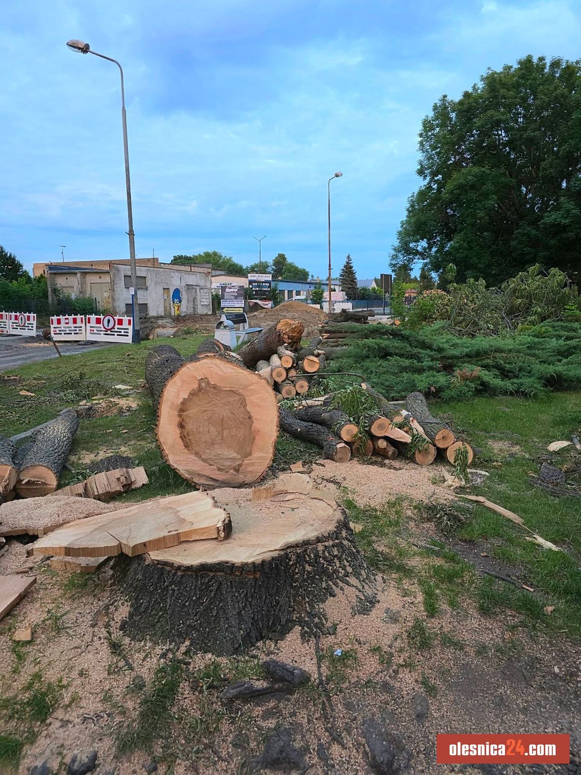 Miasto tłumaczy: Drzewa na Kopernika kolidowały. Będą nowe nasadzenia Miasto tłumaczy: Drzewa na Kopernika kolidowały. Będą nowe nasadzenia