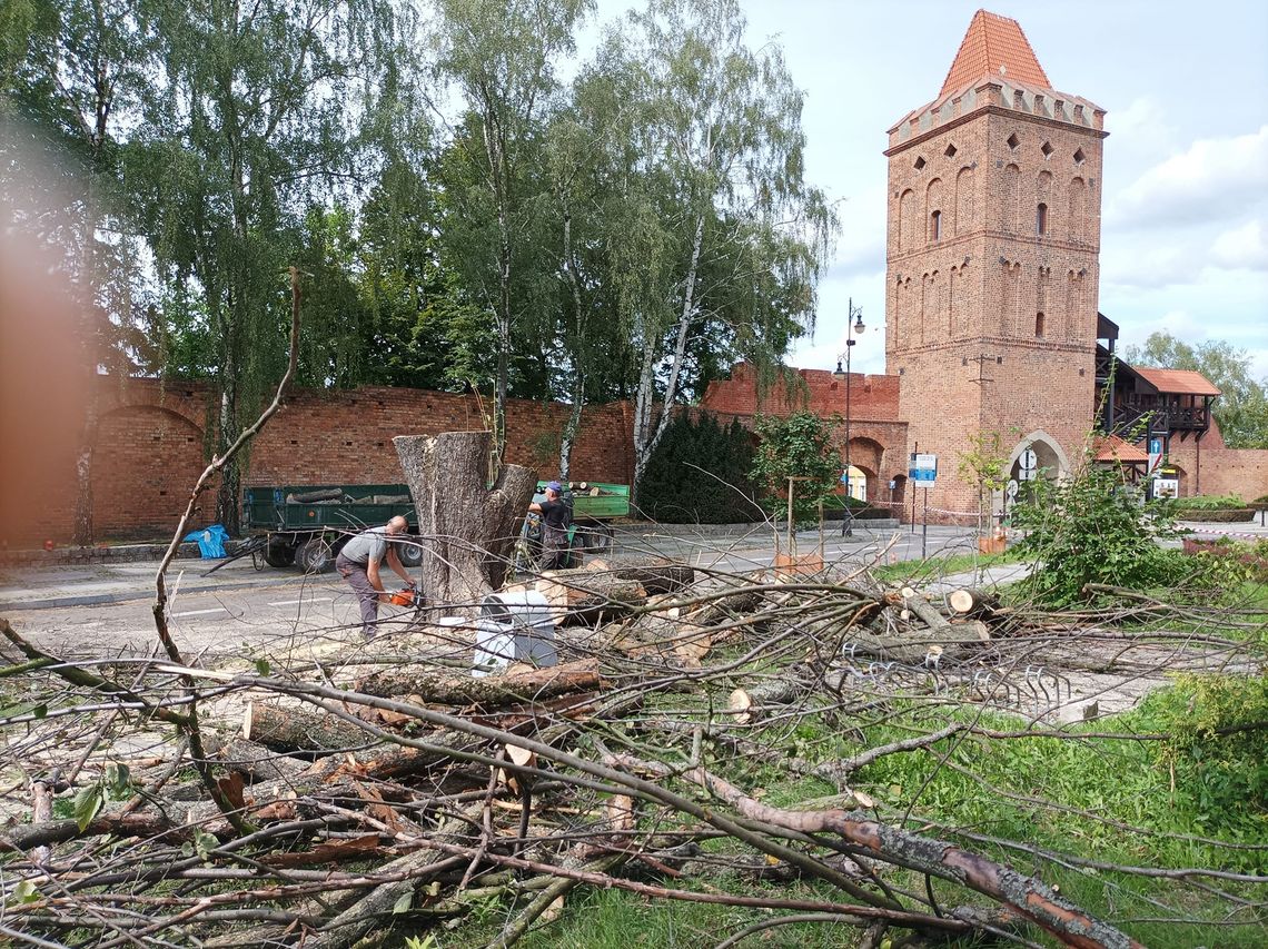 Miejski aktywista z Oleśnicy krytykuję wycinkę drzew przy Bramie Wrocławskiej