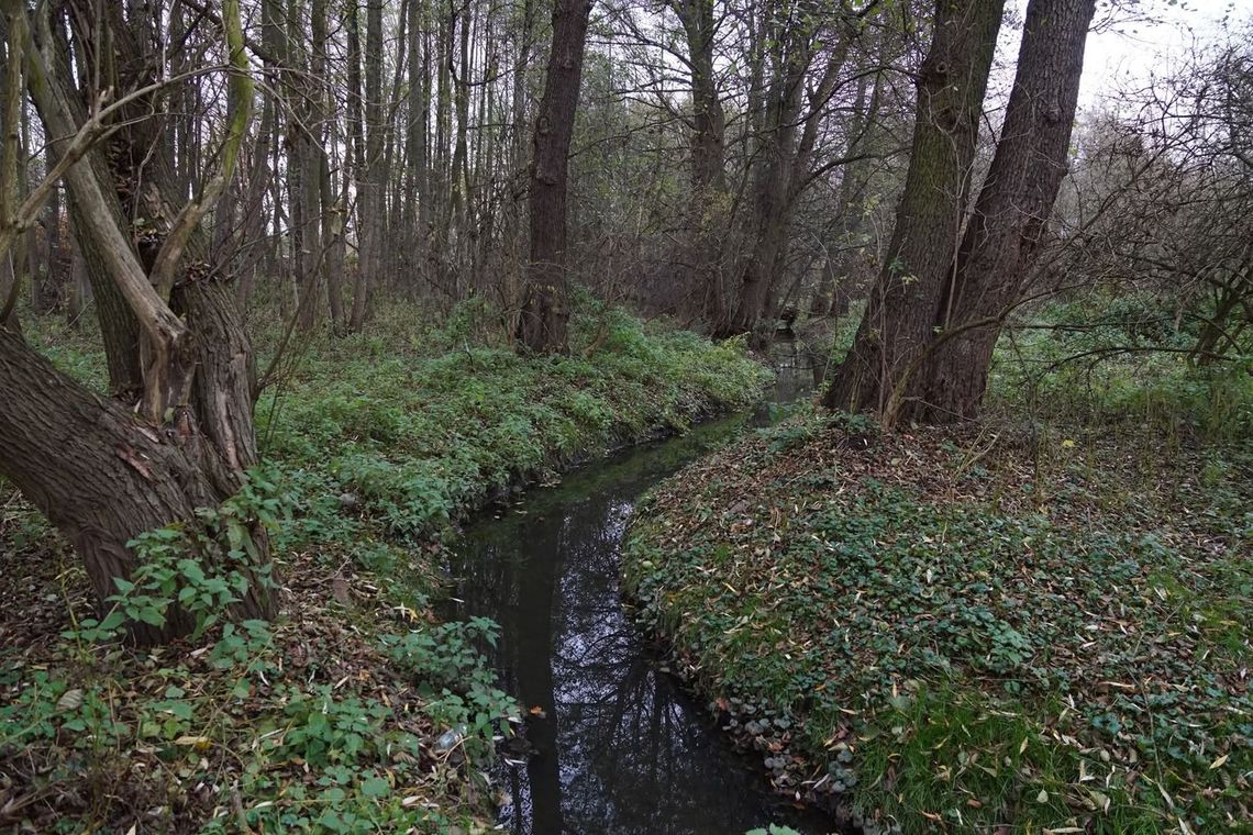 Mirosław Płaczkowski: O co chodzi z nowym parkiem w Oleśnicy? (ROLKA) Mirosław Płaczkowski: O co chodzi z nowym parkiem w Oleśnicy? (ROLKA)