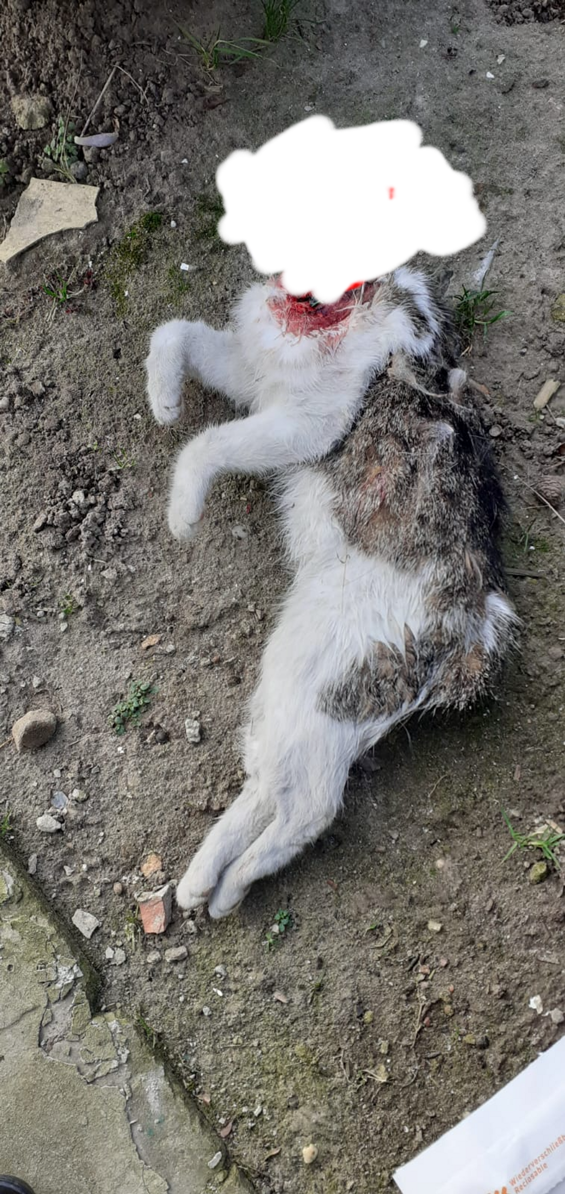 Morderca kotów grasuje na działkach w Oleśnicy (UWAGA, DRASTYCZNE ZDJĘCIA)