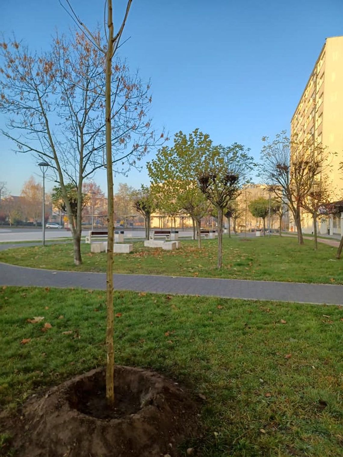 Na placu Zwycięstwa w Oleśnicy pojawiły się nowe drzewka