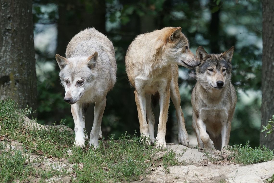 NASZ NEWS: Dramat pod Oleśnicą - wilki zagryzły 12 danieli!