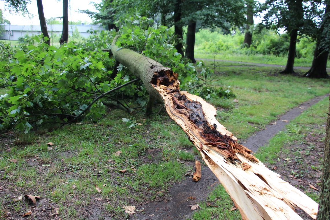 Nawałnica nad Oleśnicą. Wiatr uprzedził pilarzy