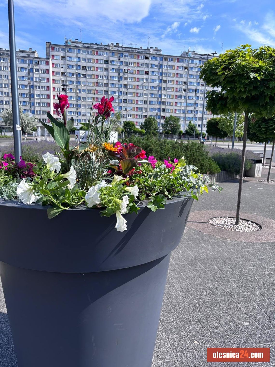 Nowa ozdoba w centrum Oleśnicy. Mieszkańcy od razu zwrócili na nią uwagę Nowa ozdoba w centrum Oleśnicy. Mieszkańcy od razu zwrócili na nią uwagę