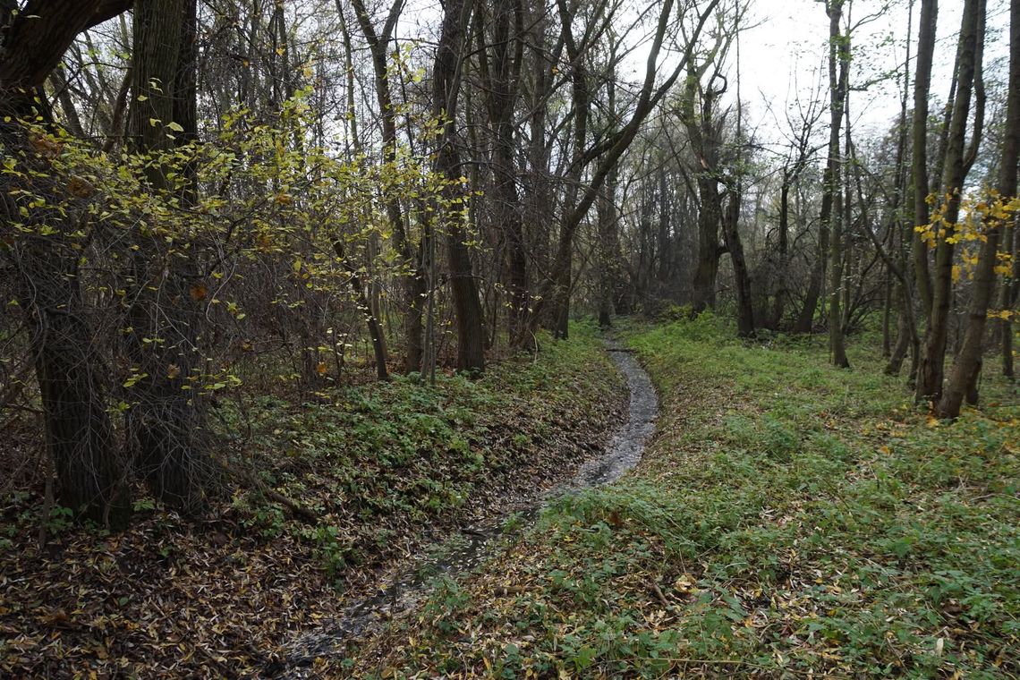 Nowy park w Oleśnicy? Jest petycja w tej sprawie