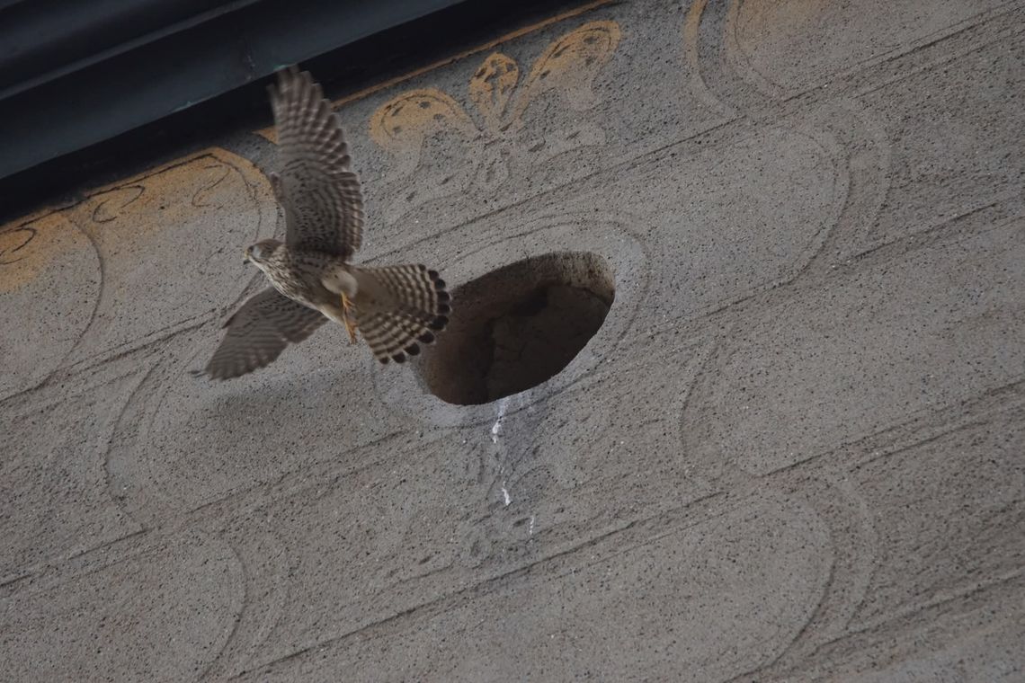 Oleśnica: Nie bociany, a pustułki zwiastują wiosnę.