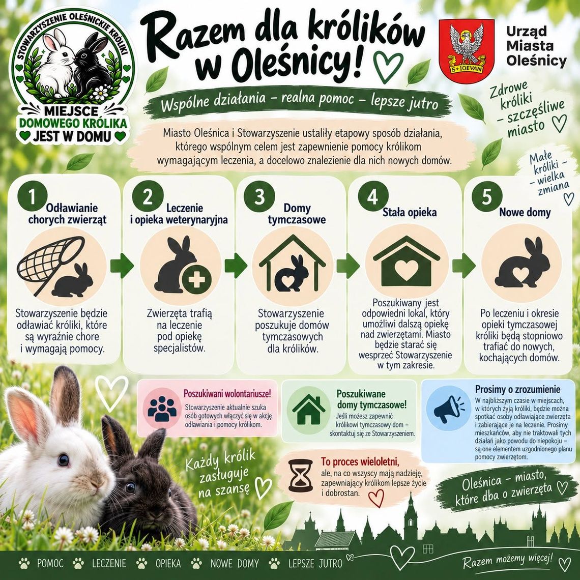 Oleśnica pomoże królikom. Najpierw odłów chorych zwierząt Oleśnica pomoże królikom. Najpierw odłów chorych zwierząt