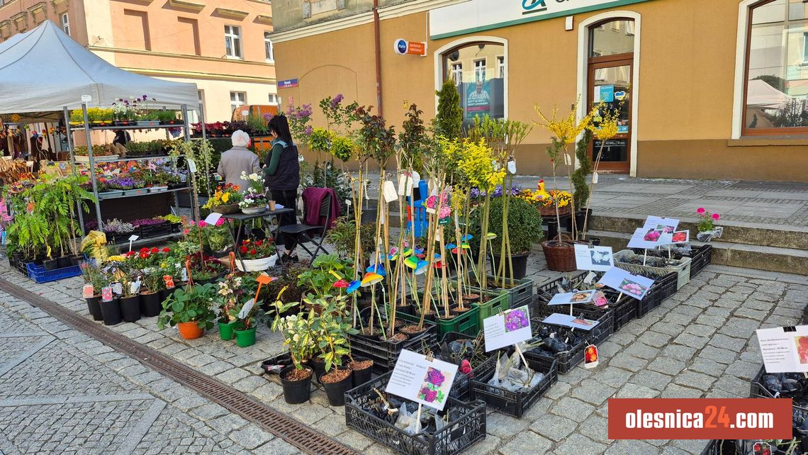 Oleśnicki Festiwal Kwiatów wraca. We wrześniu druga edycja wydarzenia Oleśnicki Festiwal Kwiatów wraca. We wrześniu druga edycja wydarzenia