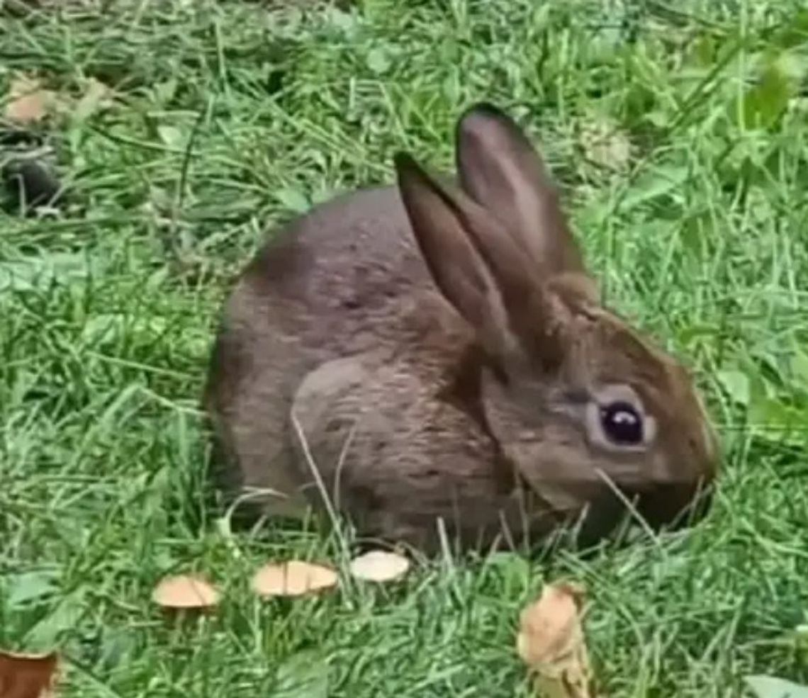 Oleśnickie króliki w filmie Tomasza Popowicza