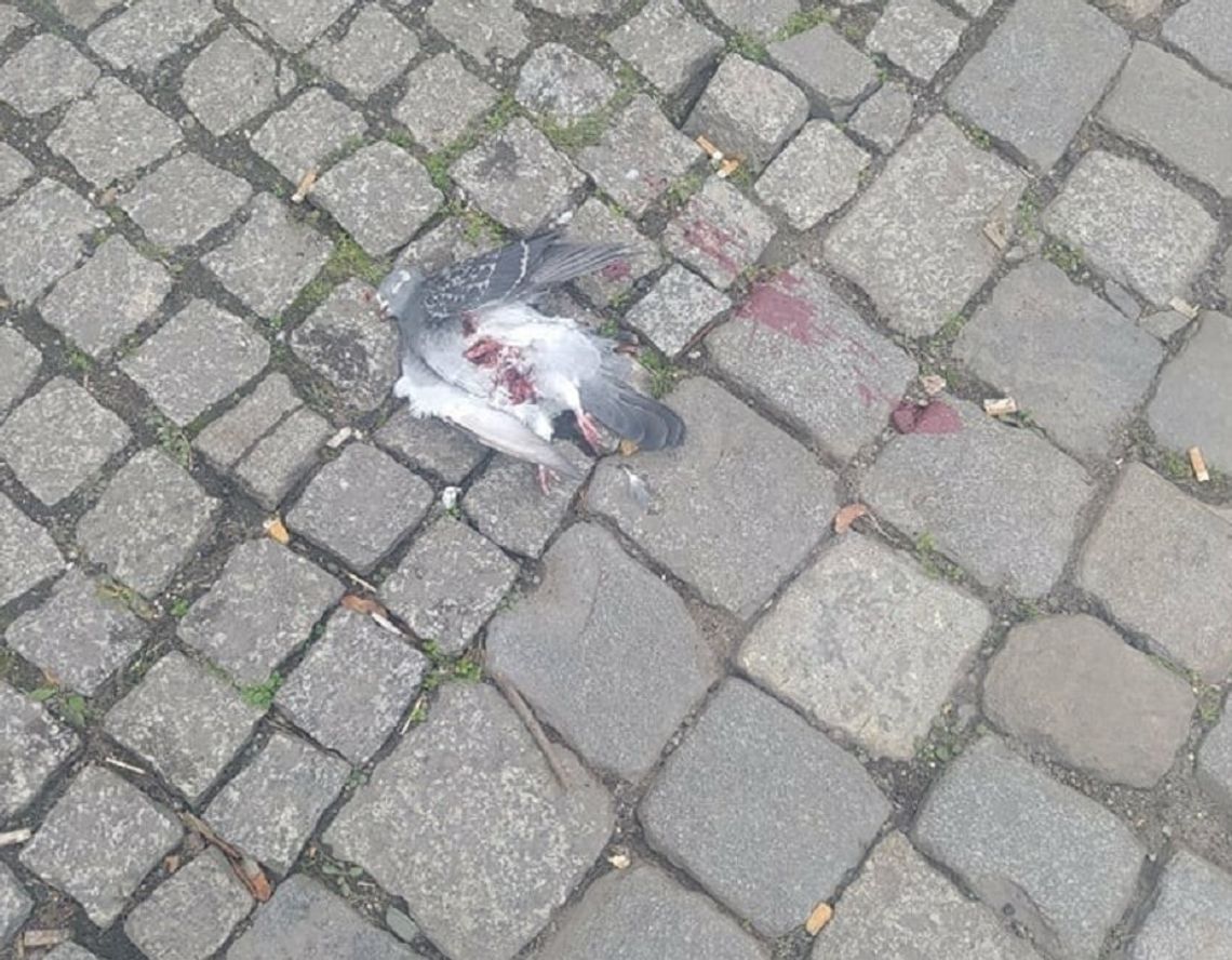 "Oleśnico, czemu jesteś potworem?" - pyta dramatycznie ekolożka