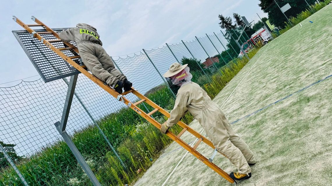 Osy zaatakowały dzieci na orliku
