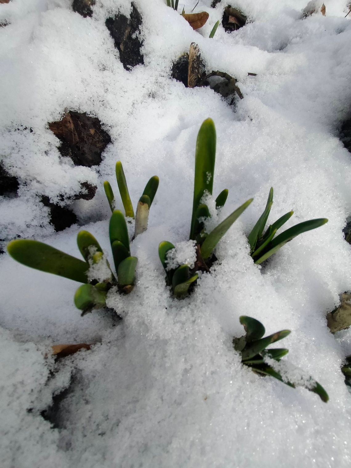 Pierwsze oznaki wiosny w lasach Nadleśnictwa Oleśnica Pierwsze oznaki wiosny w lasach Nadleśnictwa Oleśnica