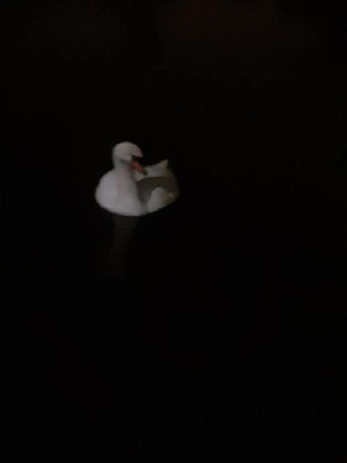 PILNE! Trzeba ratować łabędzicę Zosię