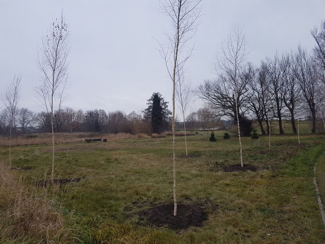 Posadzono 75 drzew i 500 krzewów