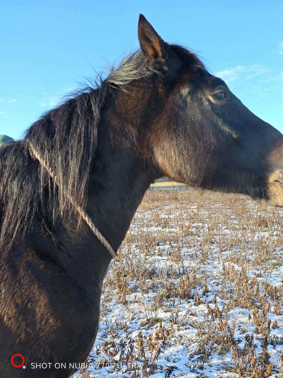 Poszukiwany właściciel konia w gminie Dobroszyce