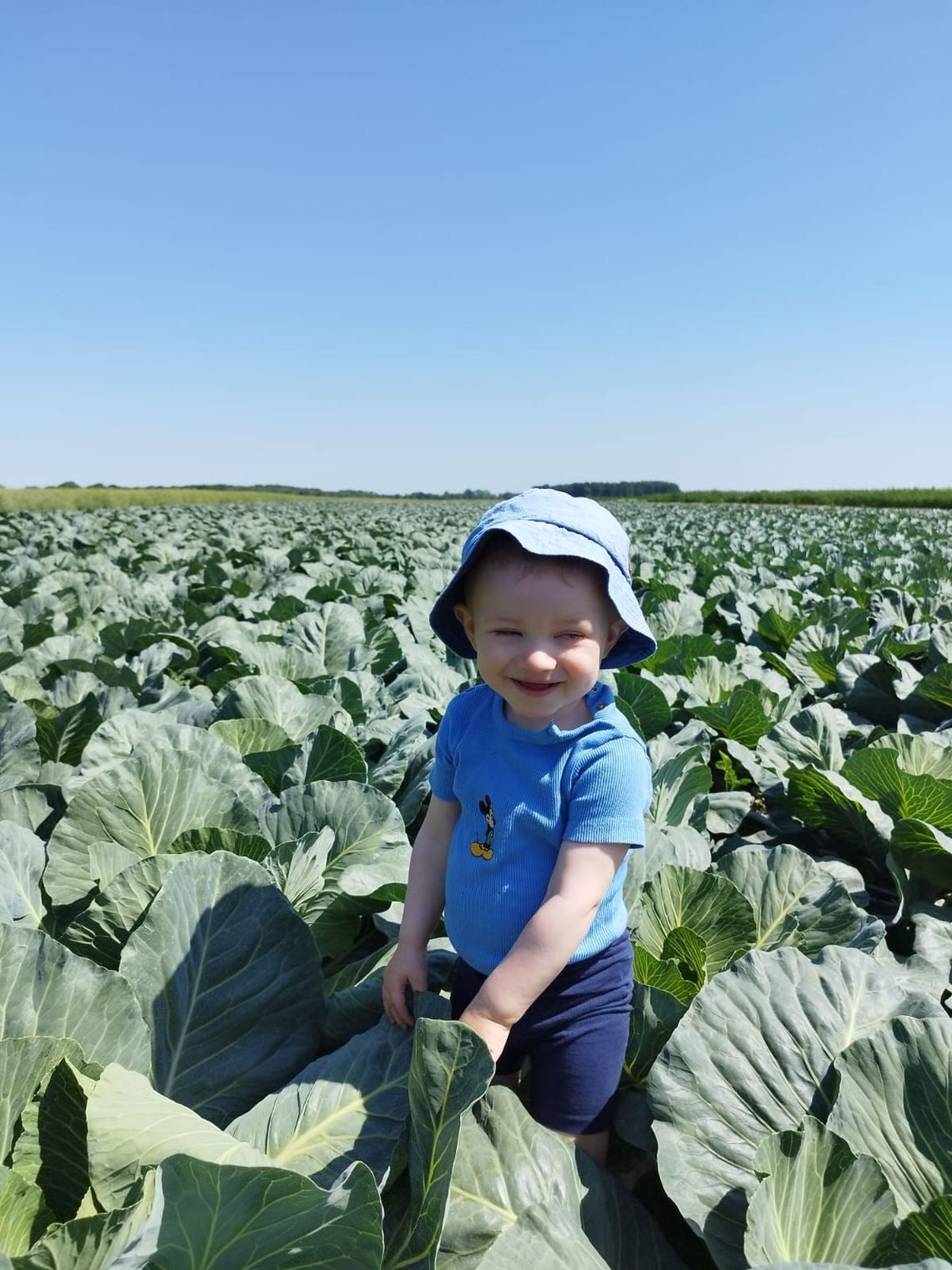Potrzebujesz kapusty? To ją sam zbierz