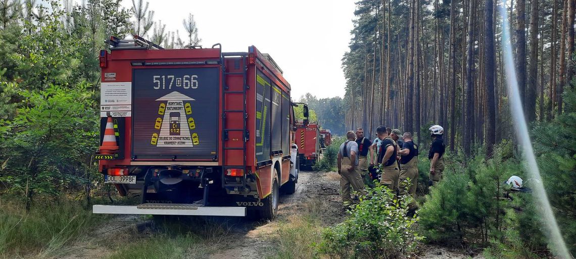 Pożar lasu w Nadleśnictwie Oleśnica