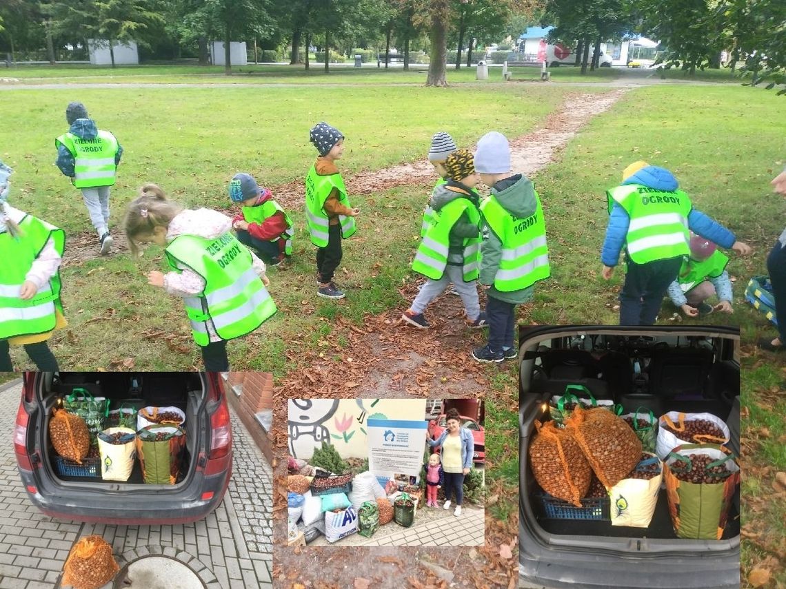 Przedszkolaki z "Zielonych Ogrodów" zbierały kasztany i nakrętki dla dzieci z hospicjum
