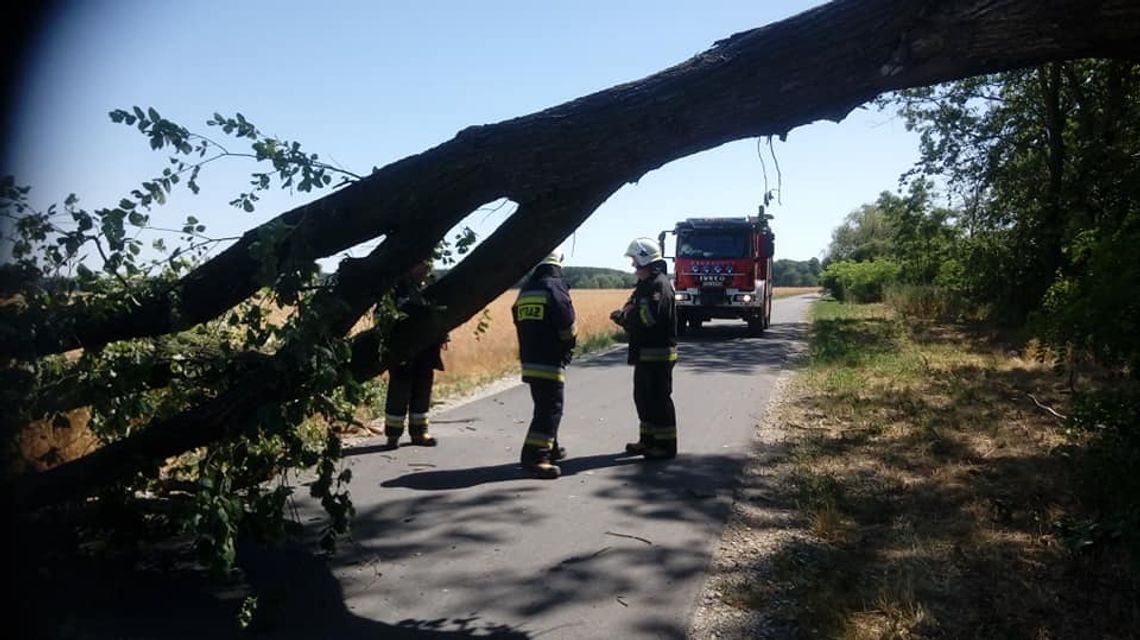 Przewrócony konar na drodze w powiecie oleśnickim Przewrócony konar na drodze w powiecie oleśnickim