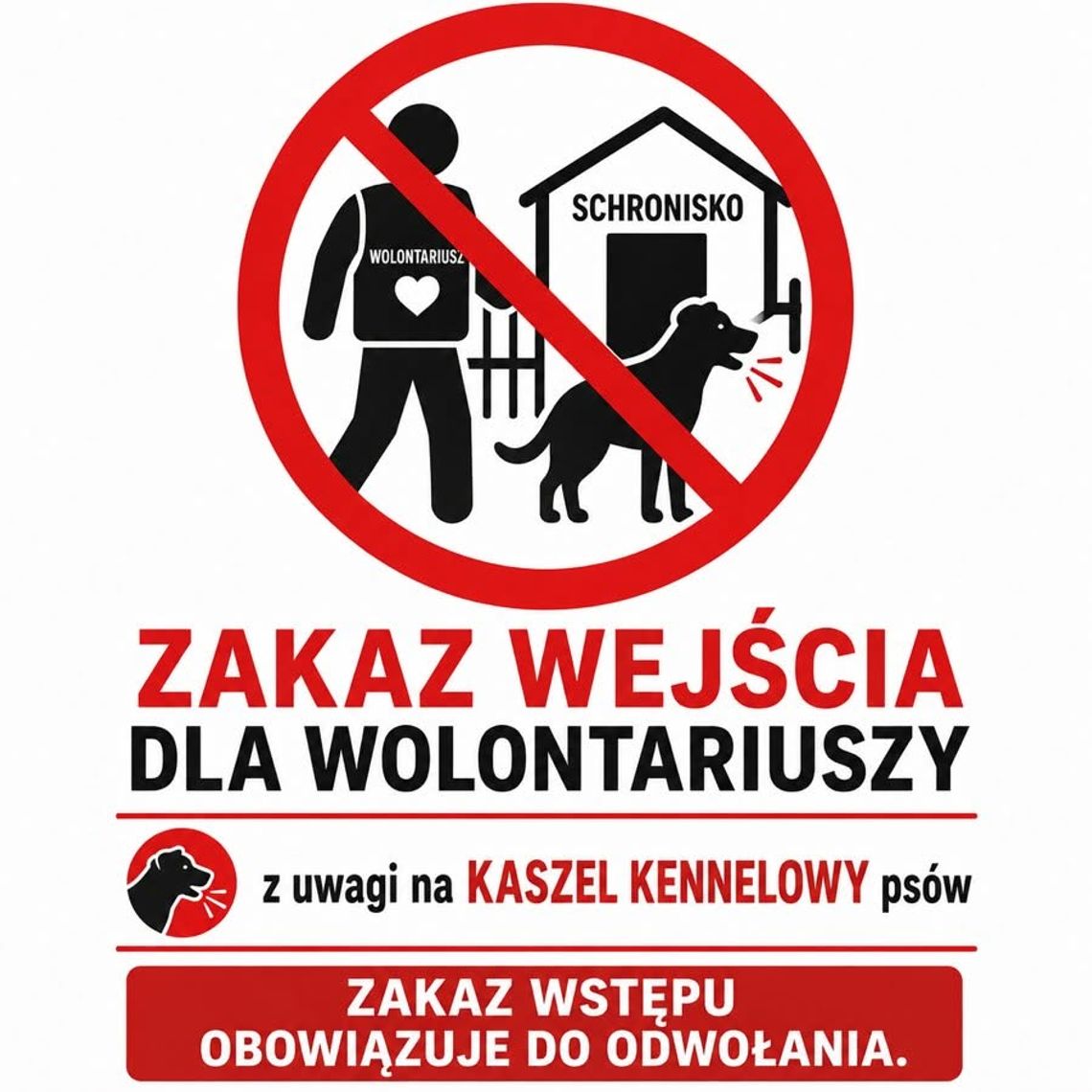 Przytul Pyska zamyka przytulisko. Powodem ogniska kaszlu kenelowego Przytul Pyska zamyka przytulisko. Powodem ogniska kaszlu kenelowego