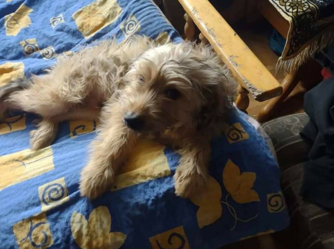 Psia gehenna w budynku socjalnym w Oleśnicy 