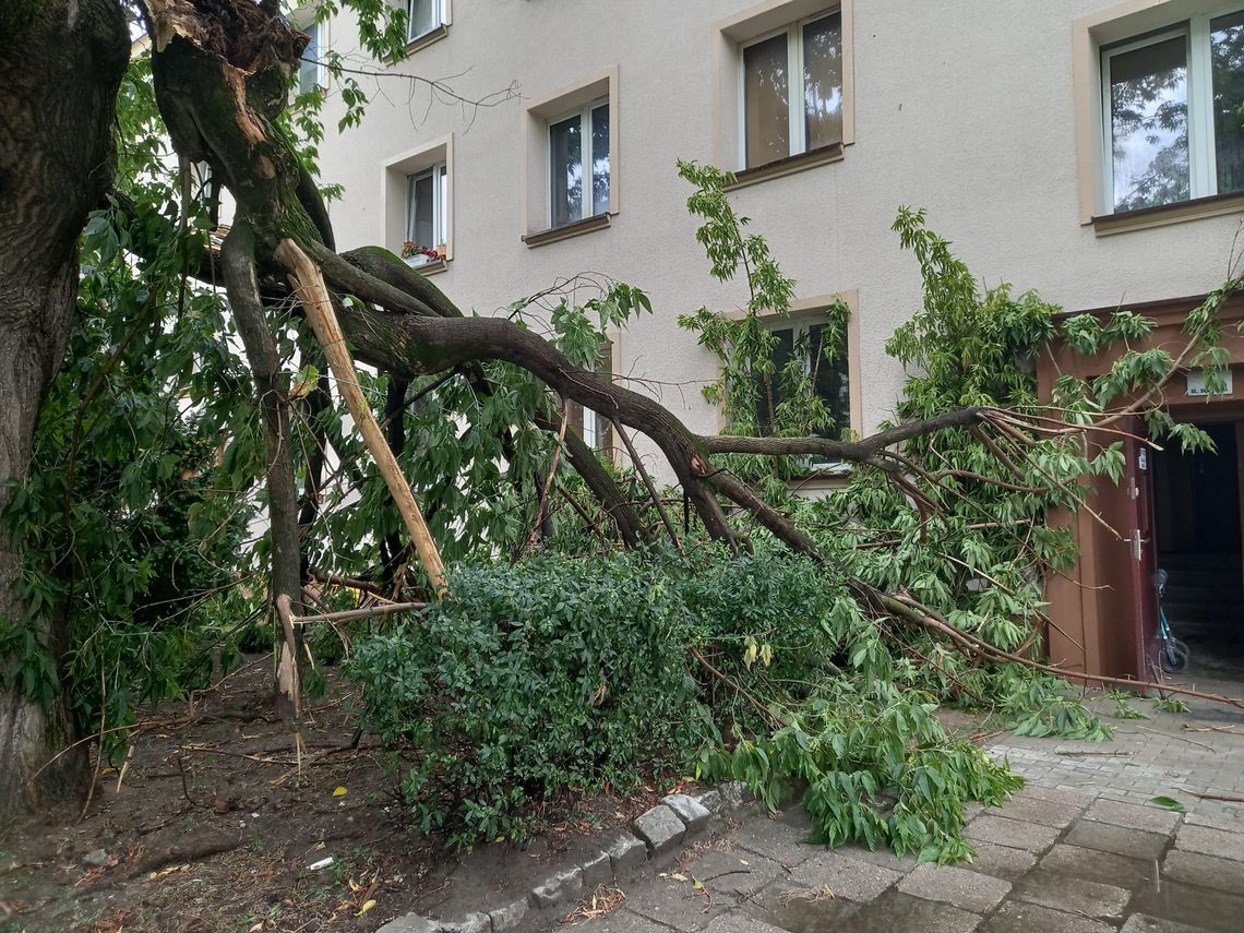 Runął konar na Słonecznej w Oleśnicy Runął konar na Słonecznej w Oleśnicy