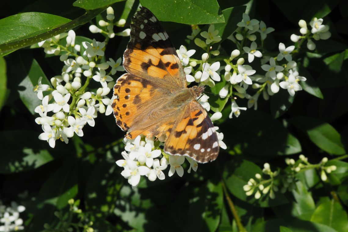 Setki motyli na kwitnącym żywopłocie w Oleśnicy
