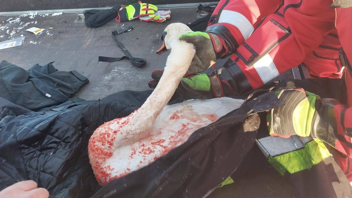 Dramatyczna akcja w Bierutowie: Bohaterscy strażacy ruszają na lód, by uratować łabędzia Dramatyczna akcja w Bierutowie: Bohaterscy strażacy ruszają na lód, by uratować łabędzia