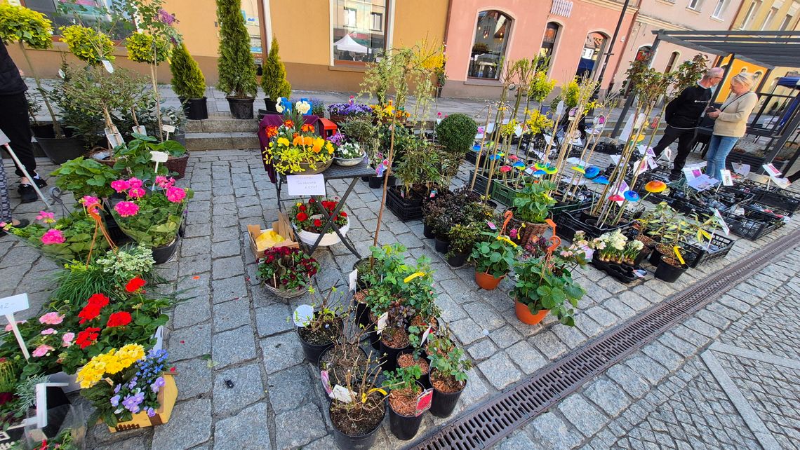 Trwa Oleśnicki Festiwal Kwiatów