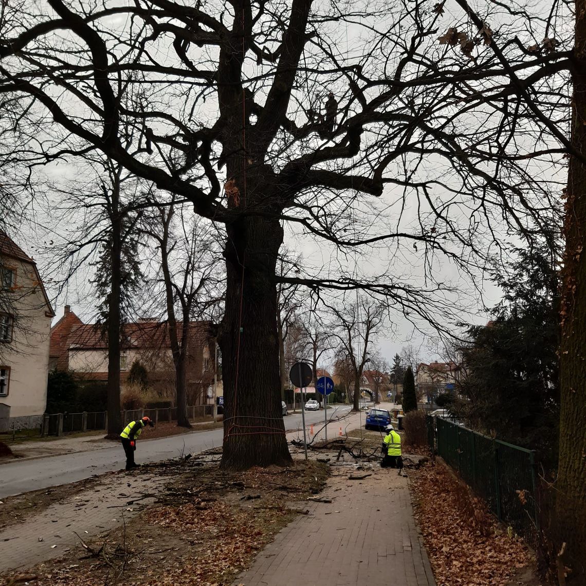 Trwają cięcia pielegnacyjne pomnikowych drzew w Oleśnicy
