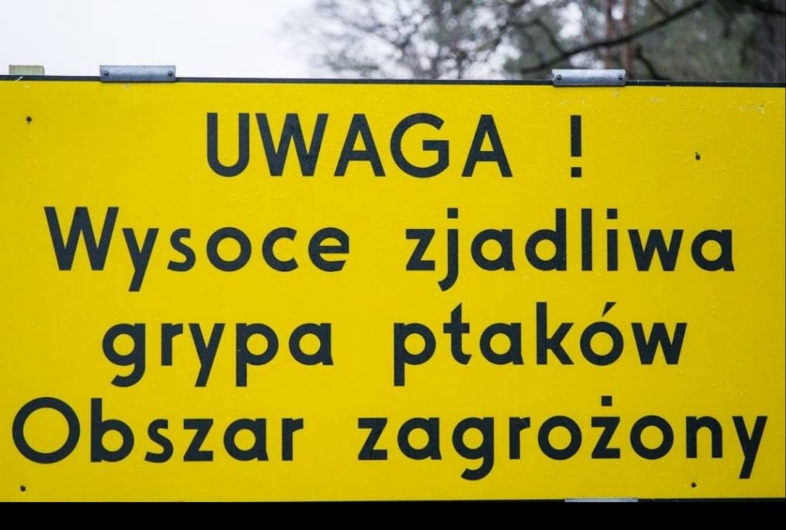 Trzy miejscowości w powiecie oleśnickim zagrożone wystąpieniem wysoce zjadliwej grypy ptaków Trzy miejscowości w powiecie oleśnickim zagrożone wystąpieniem wysoce zjadliwej grypy ptaków