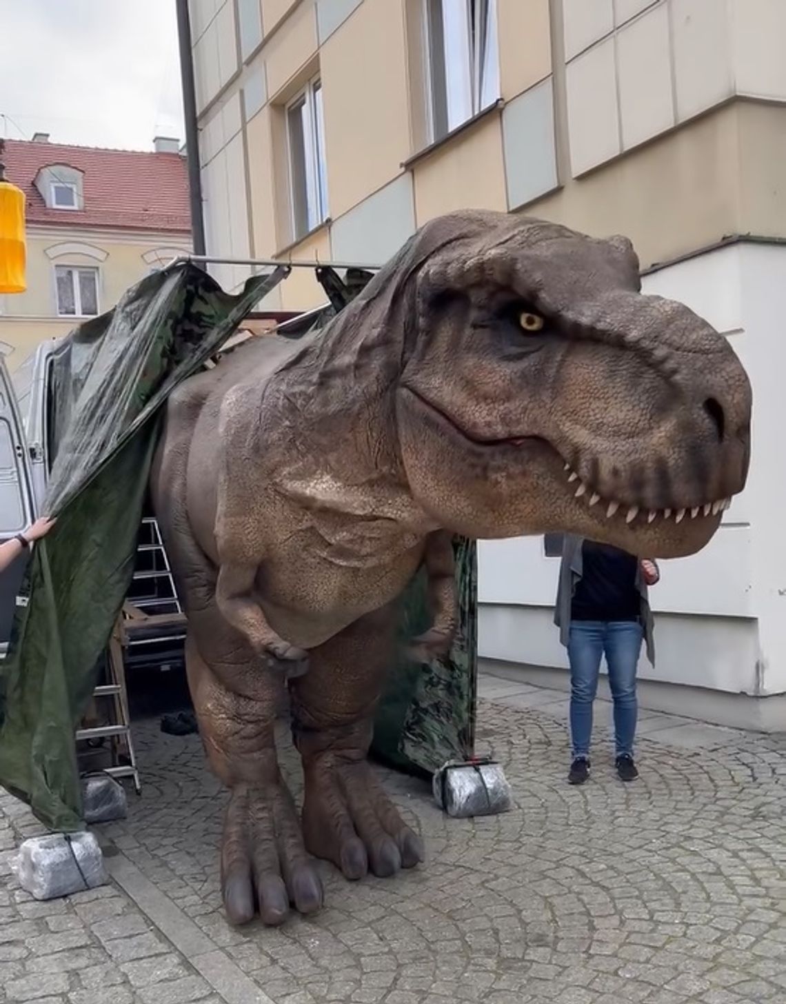 Tyranozaur Rex zawita na oleśnicki Rynek (WIDEO)
