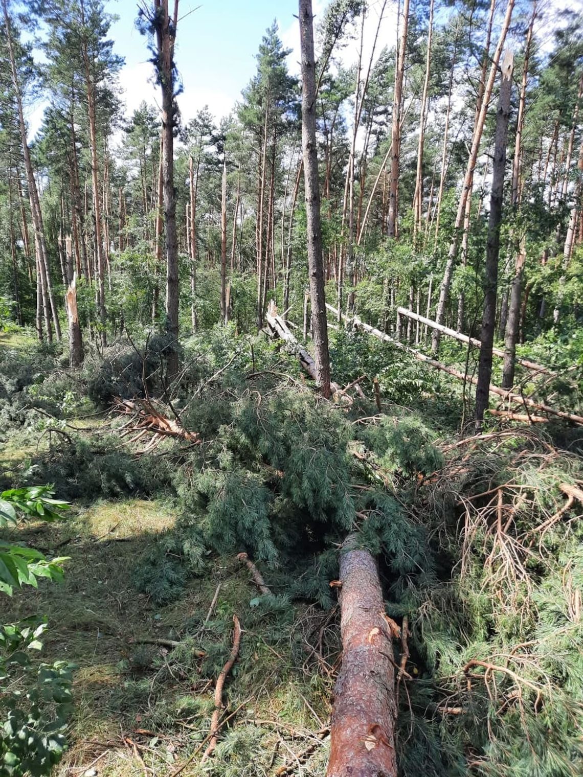Ucierpiały dwa leśnictwa w powiecie oleśnickim
