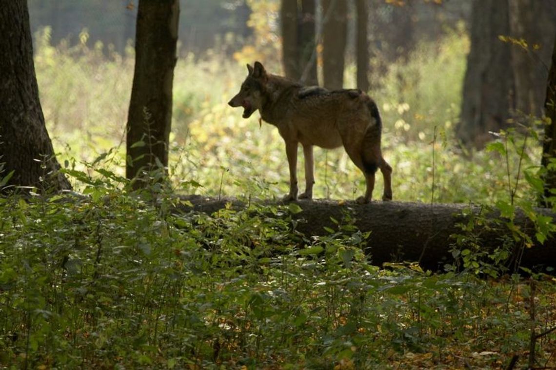 Uwaga, wilki w powiecie oleśnickim!