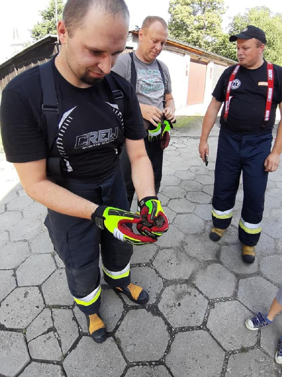 Uwolnili ptaka, gasili pożar, walczyli z szerszeniami Uwolnili ptaka, gasili pożar, walczyli z szerszeniami