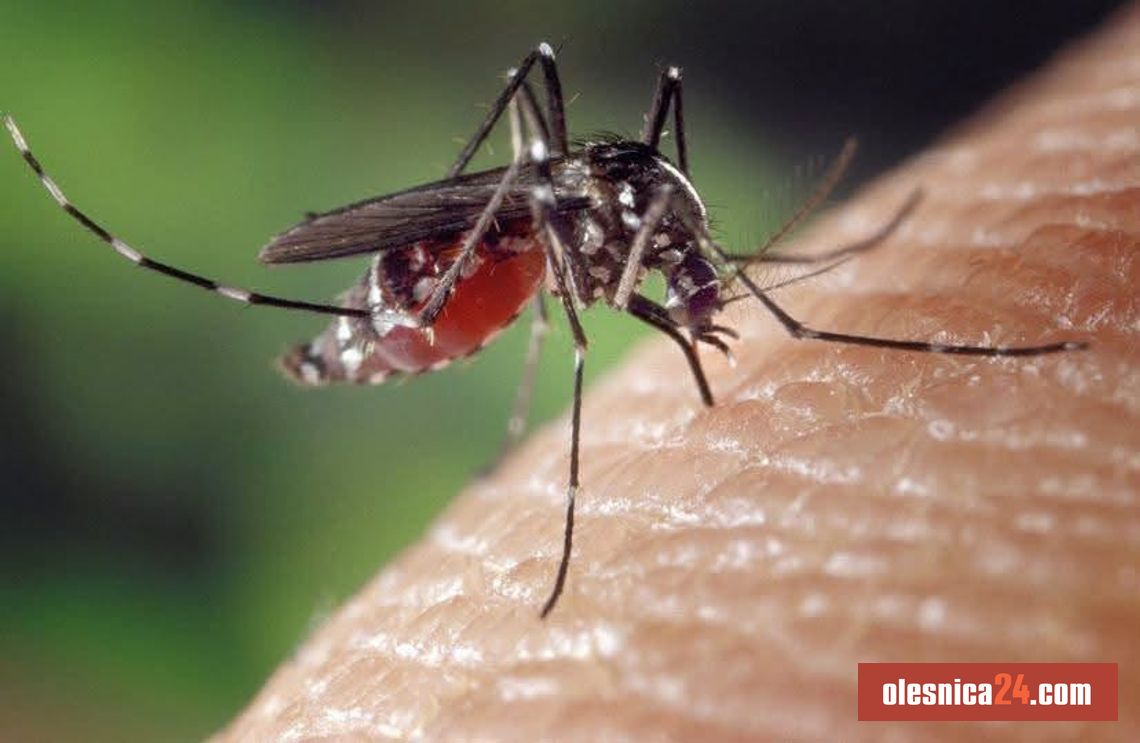 W nocy ruszy odkomarzanie w Oleśnicy. Sprawdź, które miejsca zostaną objęte opryskami W nocy ruszy odkomarzanie w Oleśnicy. Sprawdź, które miejsca zostaną objęte opryskami