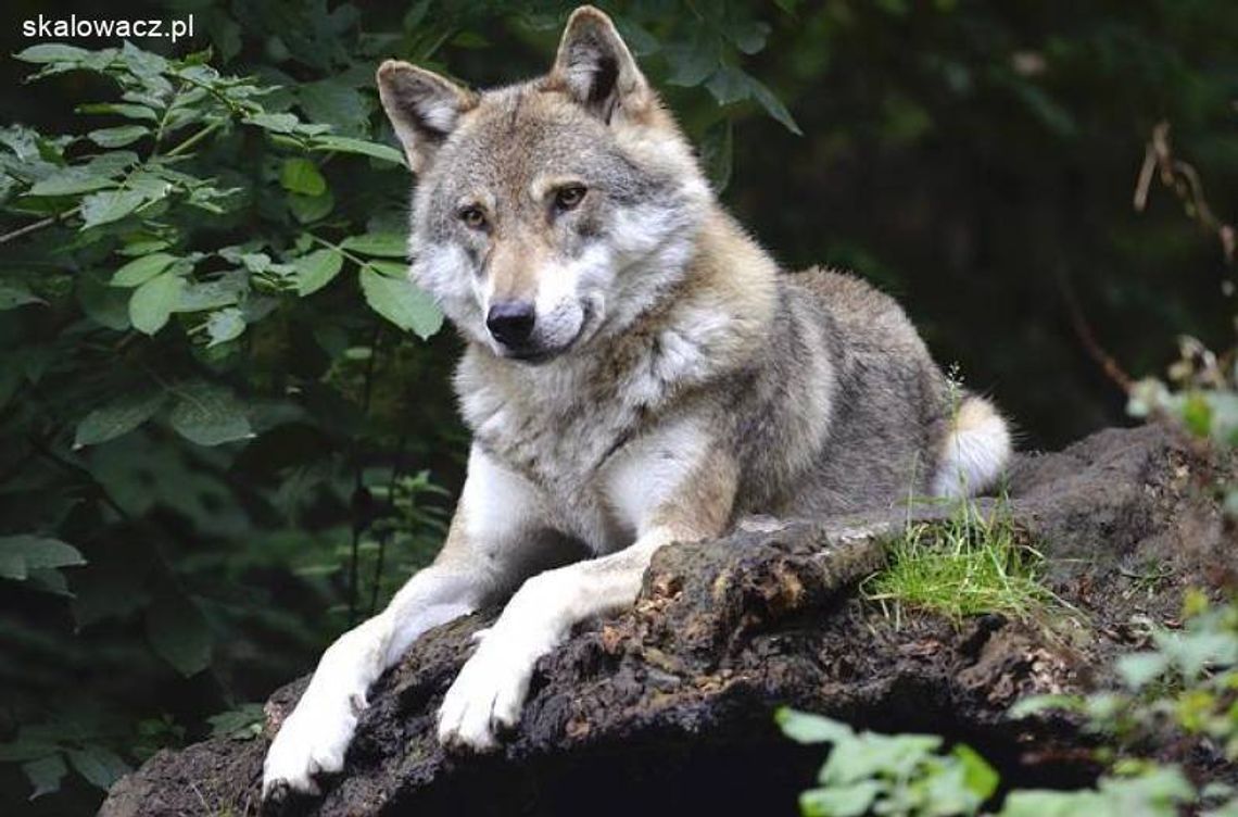 Wilki na terenie Nadleśnictwa Oleśnica Wilki na terenie Nadleśnictwa Oleśnica