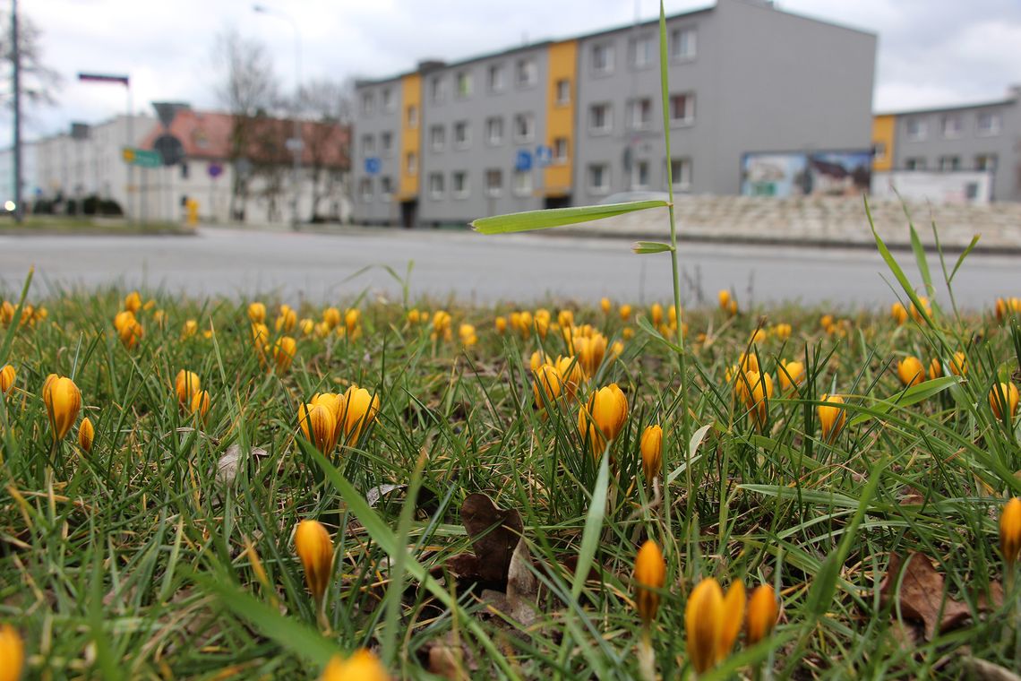 Wiosna w Oleśnicy - zakwitły krokusy!