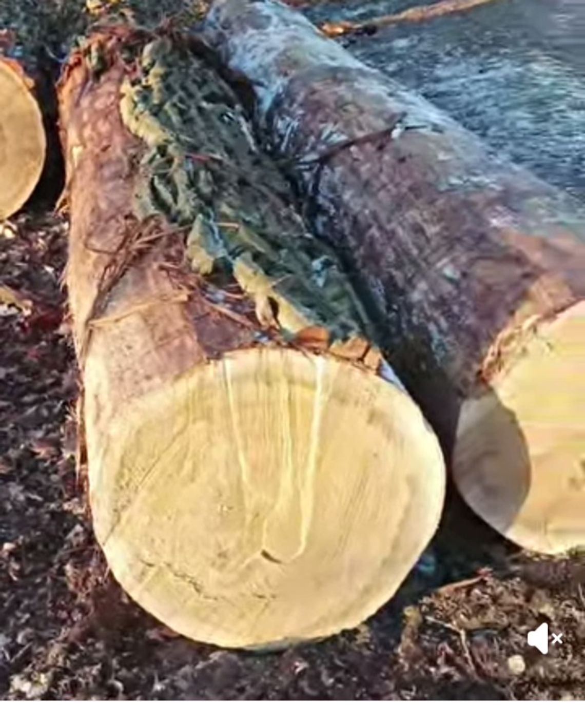 Wycinane są największe drzewa przy Kruczej w Oleśnicy. Mieszkaniec alarmuje o utracie zimowego siedliska jemiołuszek Wycinane są największe drzewa przy Kruczej w Oleśnicy. Mieszkaniec alarmuje o utracie zimowego siedliska jemiołuszek