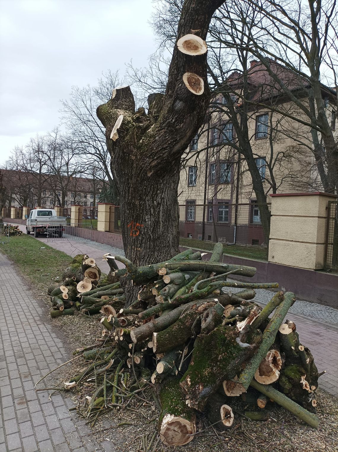 Aktywista krytykuje przycinkę/wycinkę drzew