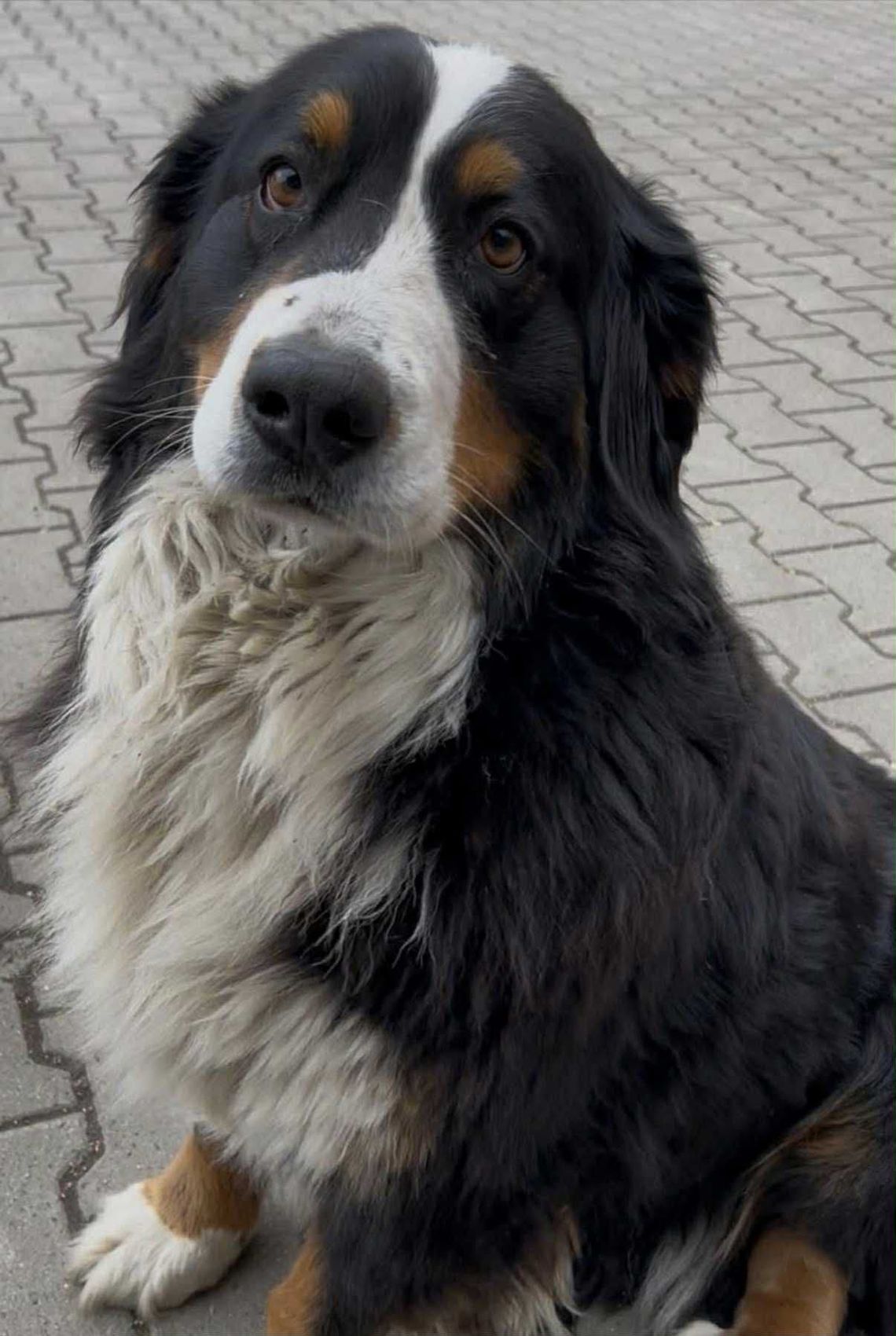 Zaginął berneński pies pasterski w okolicach Oleśnicy